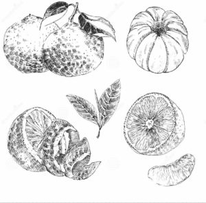 vintage-ink-hand-drawn-collection-citrus-fruits-sketch-lemon-tangerine-orange-vector-tropical-plants-exotic-flowers-palm-70596416